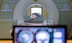 EU isključuje kineske dobavljače medicinske opreme s evropskog tržišta javnih nabavki