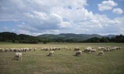 FAO and Montenegro strengthen capacities for LEADER approach implementation