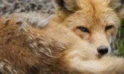 Zagreb to Get First Facility for Wildlife Rehabilitation