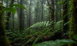 World Bank Helps Montenegro Protect Forests and Strengthen Local Livelihoods