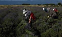 Sage, lavender, and thyme, EU’s support strengthening agricultural infrastructure