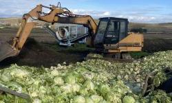 Turning waste into fertiliser: a composting site changing Divjaka