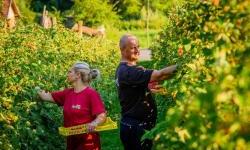 European quality raspberries “Herbos nature”