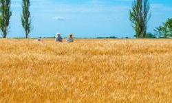 Enough for domestic needs and little for export. How much grain did Ukraine lose because of the war?