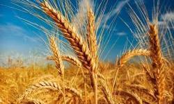 Bread as the new world currency