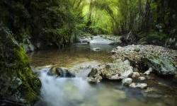 Challenge Call for Innovative Solutions: Forest Ecosystem Restoration and Greening
