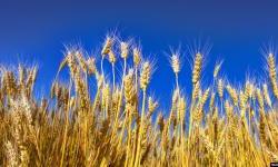 How much grain is being shipped from Ukraine?