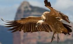 LIFE SUPport - Project for Croatian Griffon Vulture Protection