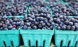BioSense Institute Develops Robot Called Gari to Increase Blueberry Yields