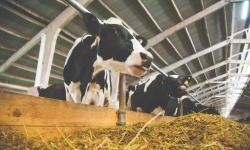 EU and UNDP deliver 500 cows to conflict-affected families in Azerbaijan