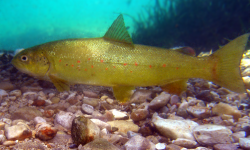 Započinje projekt “Improve River LIFE”