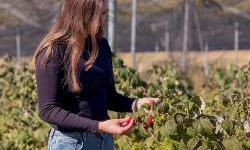 Fuqizimi i grave në zonat rurale përmes frutave manor