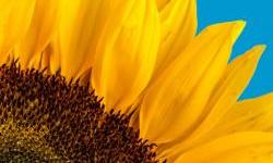 IFC and OTP Leasing Join Forces to Support Ukraine’s Smaller Businesses