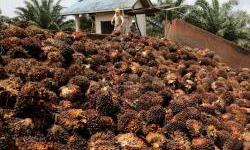 EU tariffs spur Chinese biodiesel producers to seek new outlets